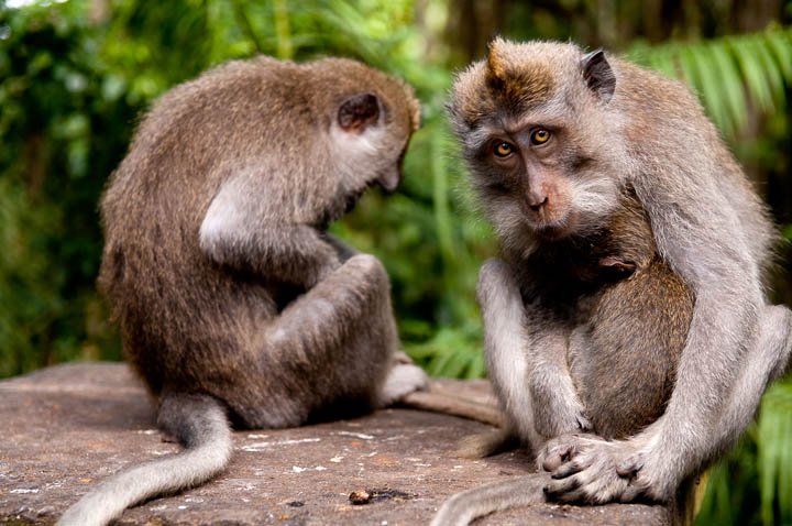 Monos en el Monkey Forest
