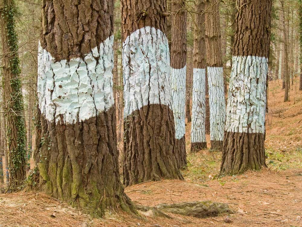 bosque de oma en el país basco