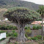 Le 10 Meilleures choses à faire à Tenerife