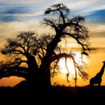 Viaje a Sudáfrica: 15 mejores cosas que ver en Sudáfrica