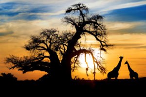 Viaje a Sudáfrica: 15 mejores cosas que ver en Sudáfrica