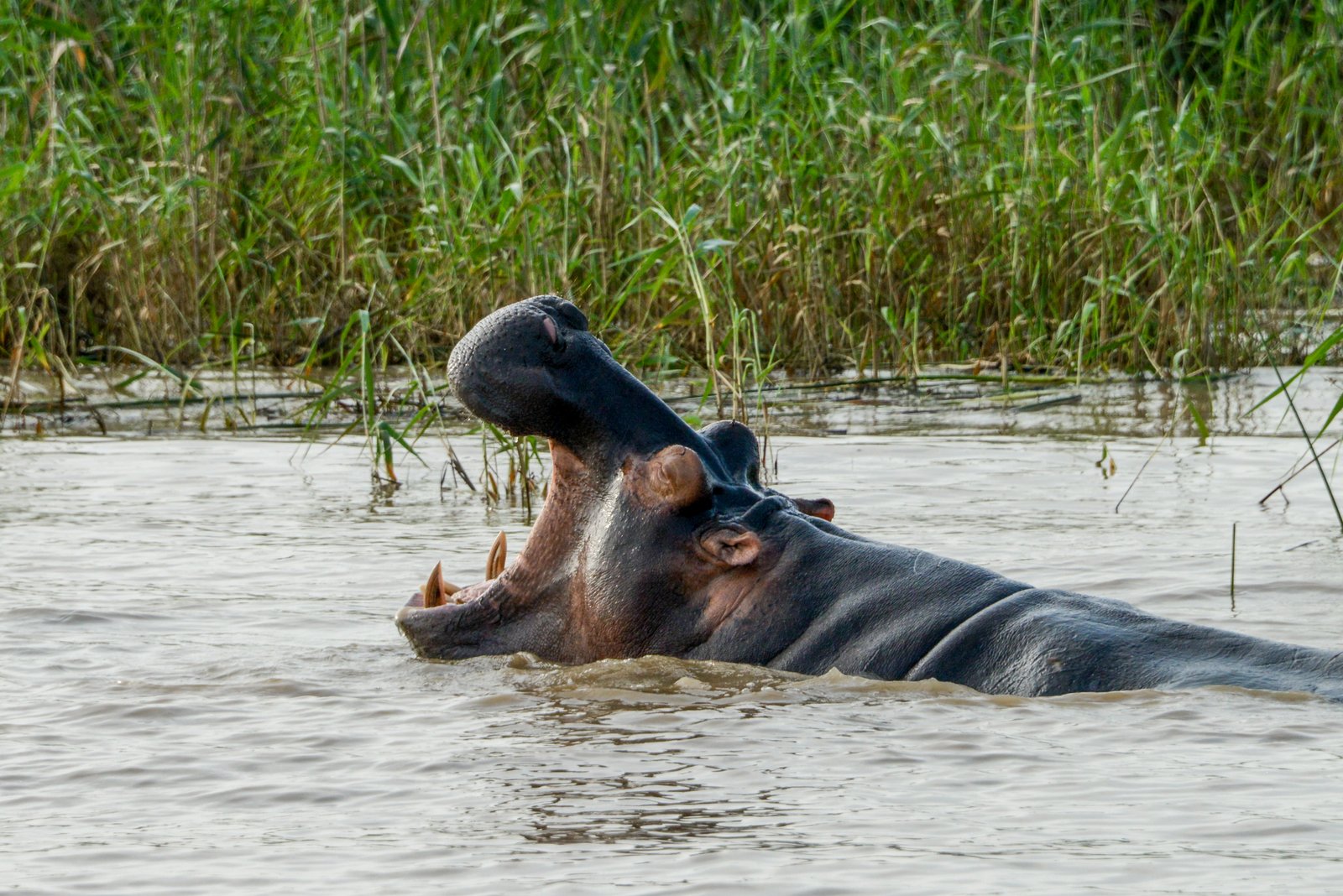 Hipopótamos en Santa Lucía