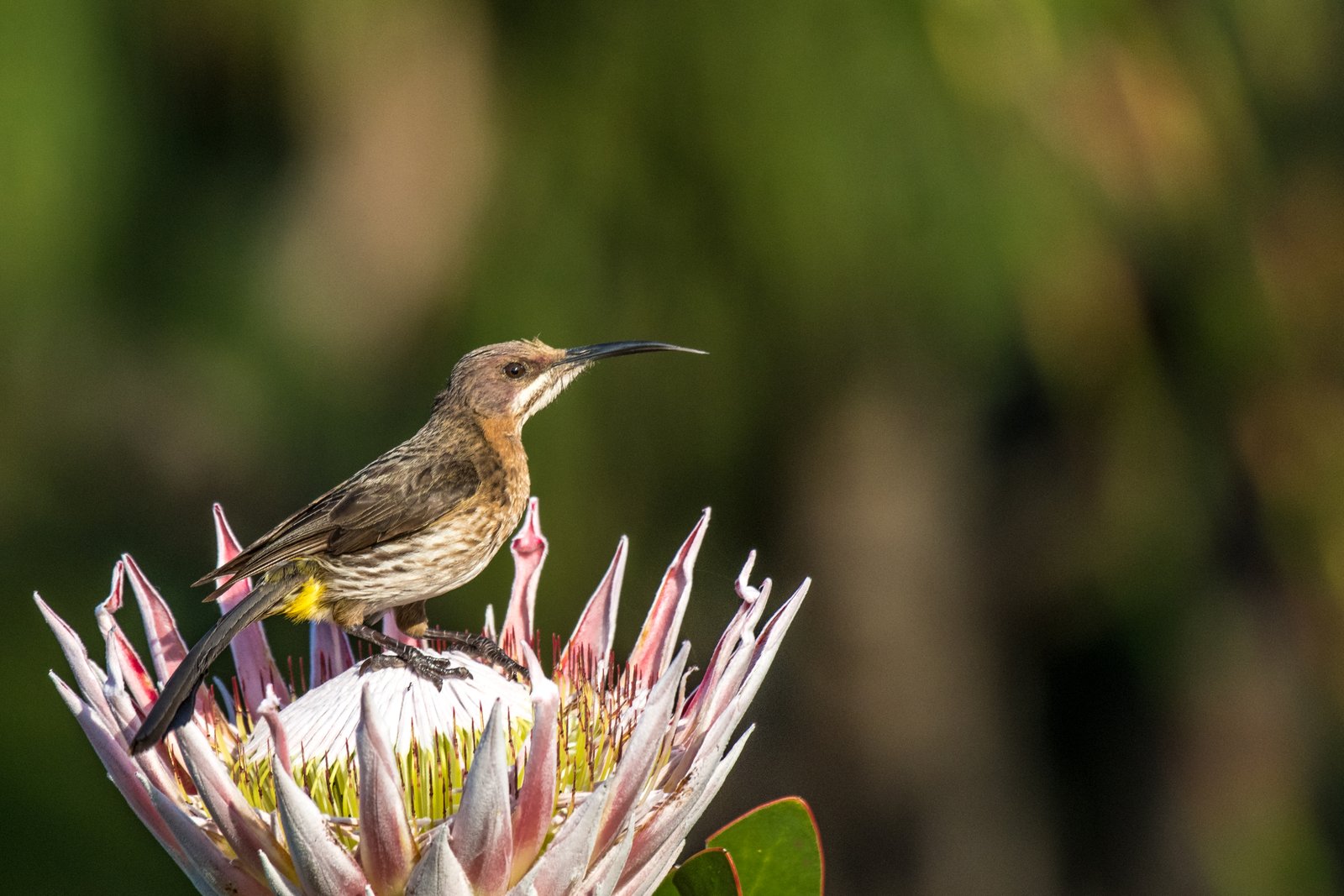 Pájaro en Kirstenbosch