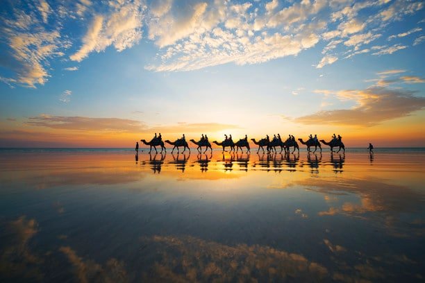 Caravana de camellos en una playa en Australia Occidental