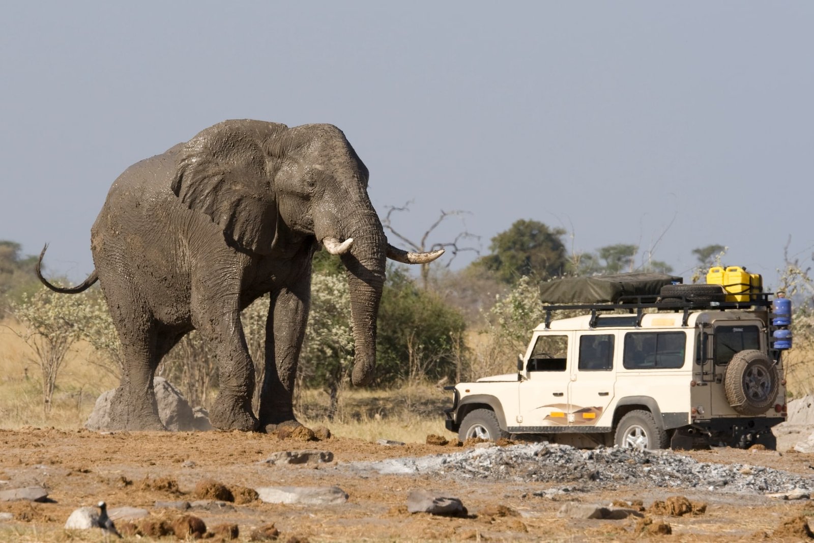 Un safari por Botsuana es una de esas vacaciones de ensueño que todos merecemos vivir una vez en la vida.