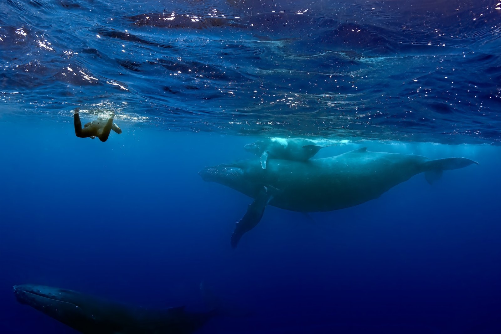 nadar con ballenas en Tonga, viajes de naturaleza 2021