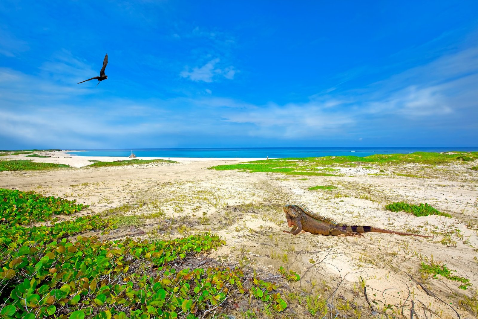 Una iguana cerca del mar en Aruba