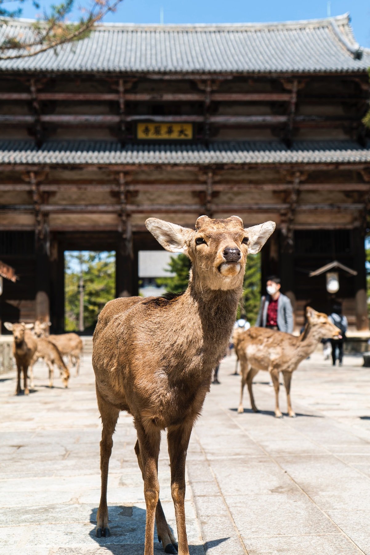 Ciervos en Nara Japón